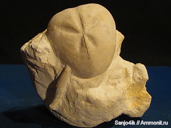 морские ежи, иглокожие, мел, Micraster, Cretaceous