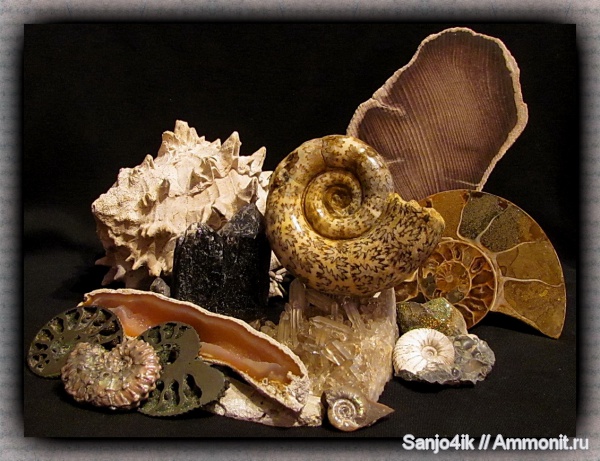 аммониты, гастроподы, Ammonites