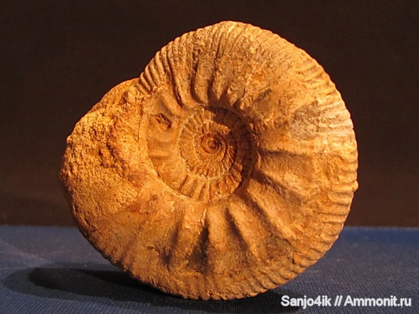 аммониты, юра, Choffatia, Ammonites, Jurassic