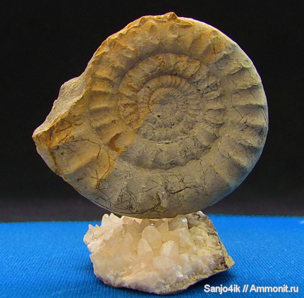 аммониты, юра, Ammonites, Arietites, Jurassic