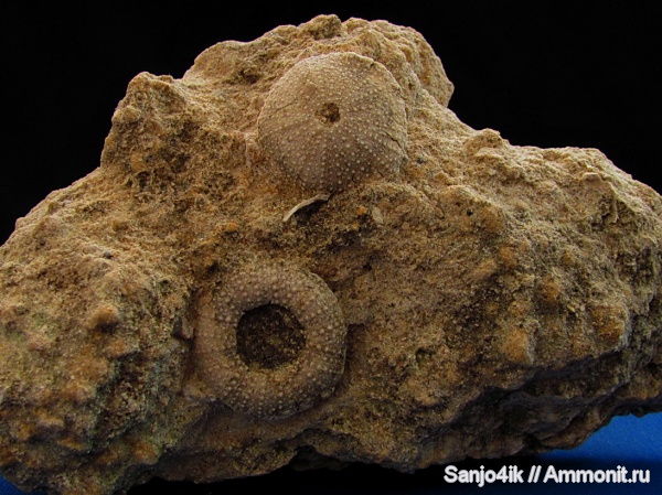 морские ежи, иглокожие, неоген, Psammechinus