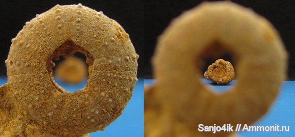 аммониты, морские ежи, иглокожие, мел, готерив, Phymosoma, Ammonites, Cretaceous, нижний готерив