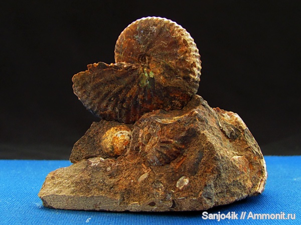 аммониты, мел, головоногие моллюски, Ammonites, Hoploscaphites, Scaphitidae, Cretaceous