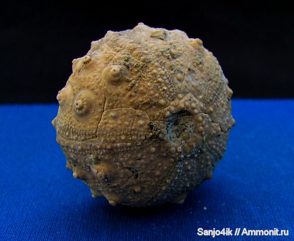 морские ежи, иглокожие, юра, Gymnocidaris, Gymnocidaris agassizi, Jurassic