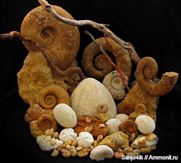 аммониты, морские ежи, иглокожие, мел, неоген, Ammonites, Cretaceous