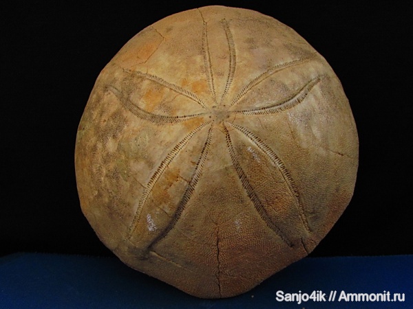 морские ежи, иглокожие, неоген, Echinolampas, Echinolampas barcinensis