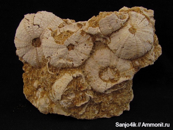 морские ежи, иглокожие, неоген, Psammechinus dubius, Psammechinus