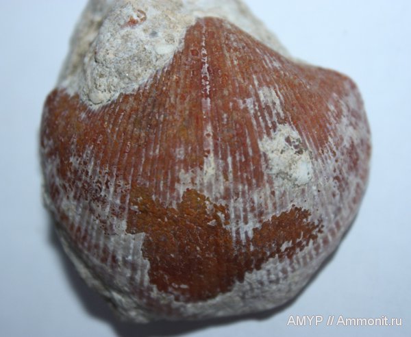 Окаменелости Тверской области.