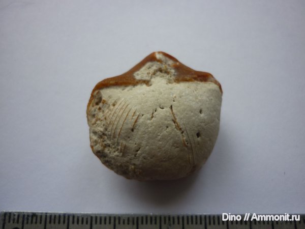 брахиоподы, Choristites, Spiriferida, ручной аппарат, brachiopod lophophore