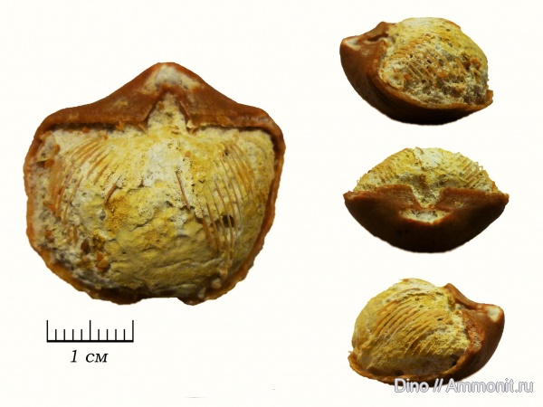 брахиоподы, Choristites, ручной аппарат