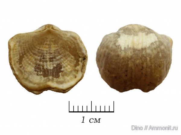 Productida, Marginifera