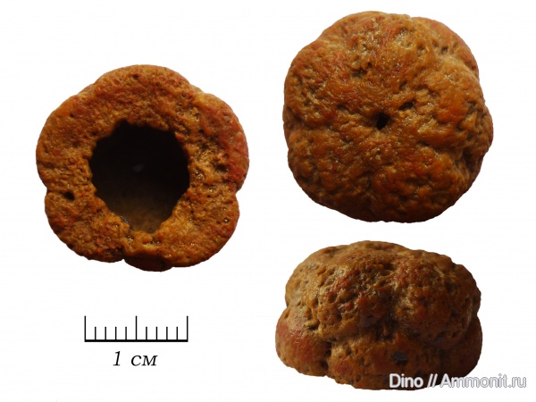 морские лилии, Mooreocrinus