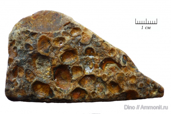 брахиоподы, Chonetida