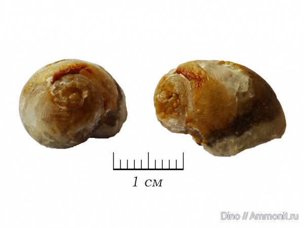 брюхоногие моллюски, Naticopsis
