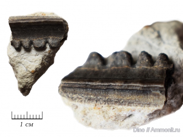 Polyrhizodus, Petalodontiformes