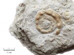 Euomphalus pirochiensis