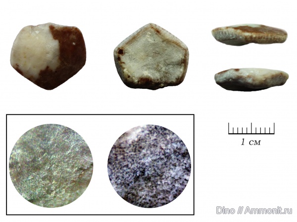 морские лилии