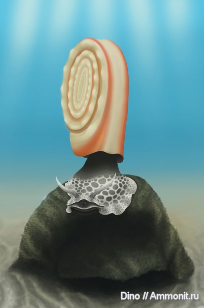 Euomphalus, палеоарт, Euomphalus pirochiensis