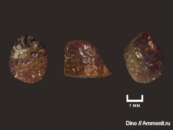 карбон, рыбы