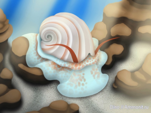 карбон, Bellerophon, палеоарт, Bellerophontidae