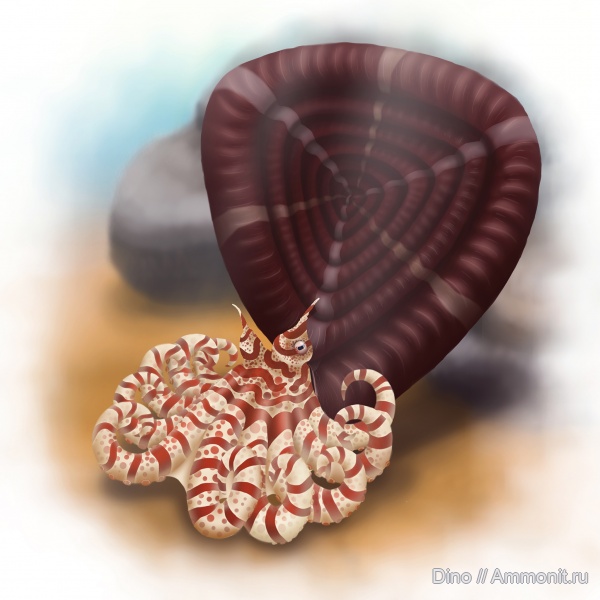 аммониты, девон, палеоарт, Soliclymenia paradoxa