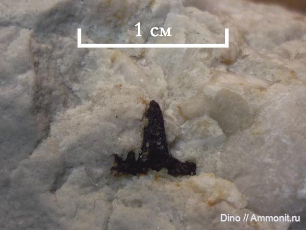 карбон, Glikmanius, Glikmanius occidentalis