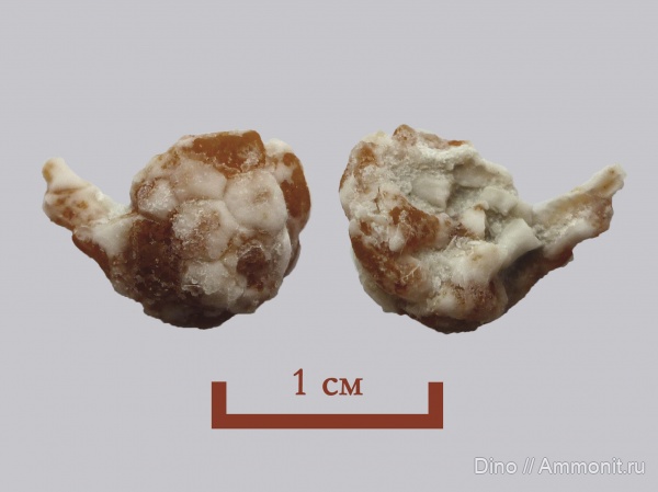 морские лилии, карбон