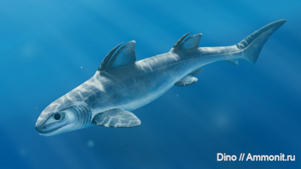 карбон, палеоарт, Glikmanius occidentalis