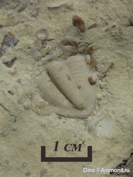 трилобиты, карбон