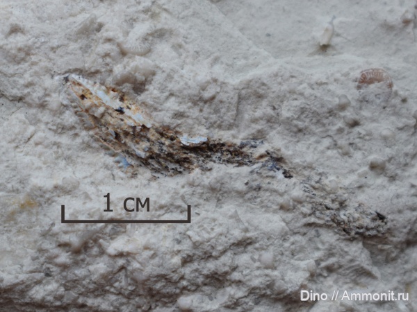 карбон, рыбы, Edestodus