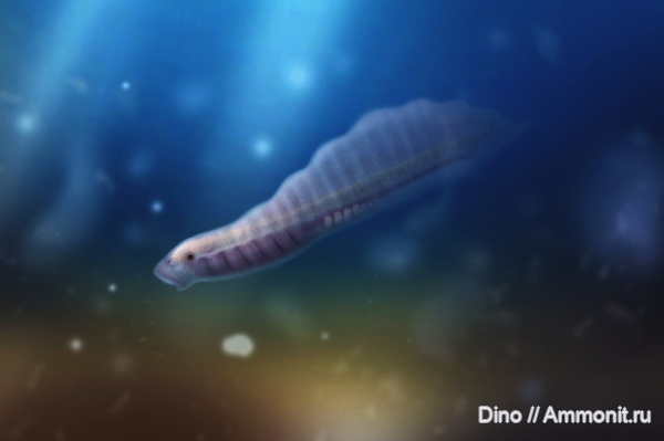 кембрий, палеоарт, хордовые, Haikouella