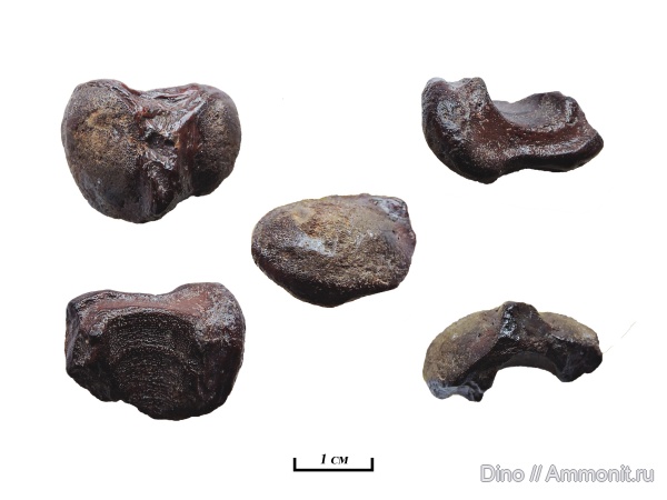 рыбы, позвоночные, ?, Bothriolepis, ботриолепис