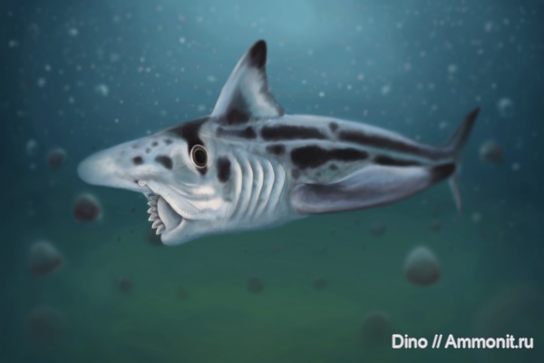 палеоарт, Helicoprion, Helicoprion ferrieri