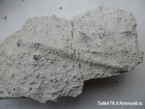 Мои экземпляры.