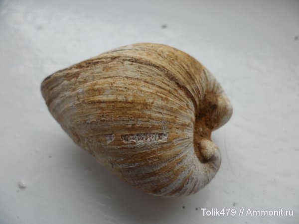 двустворчатые моллюски