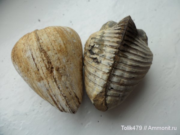 двустворчатые моллюски