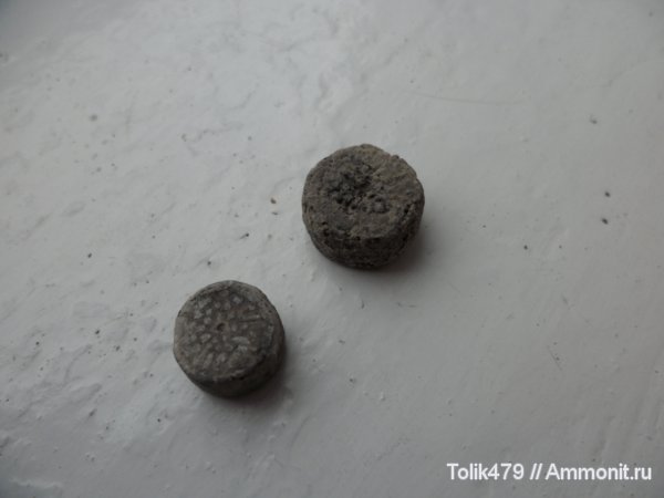 Cyclocrinus, членики морских лилий