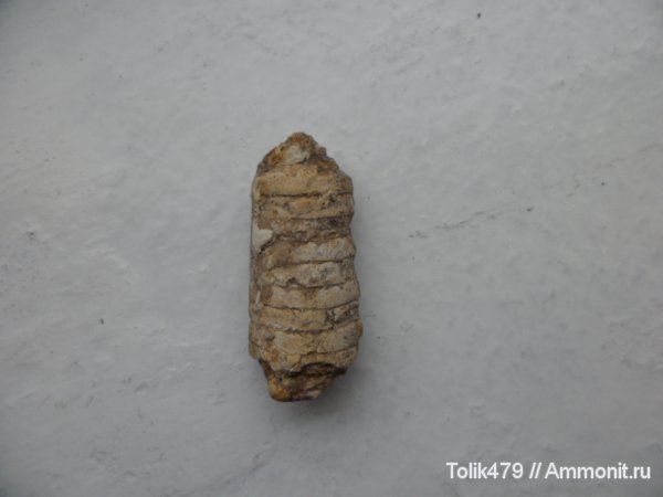 головоногие моллюски