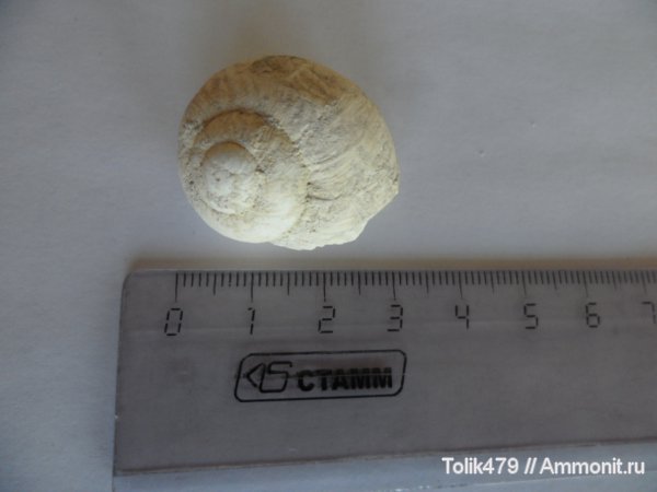 брюхоногие моллюски