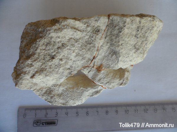 мшанки, Fenestella