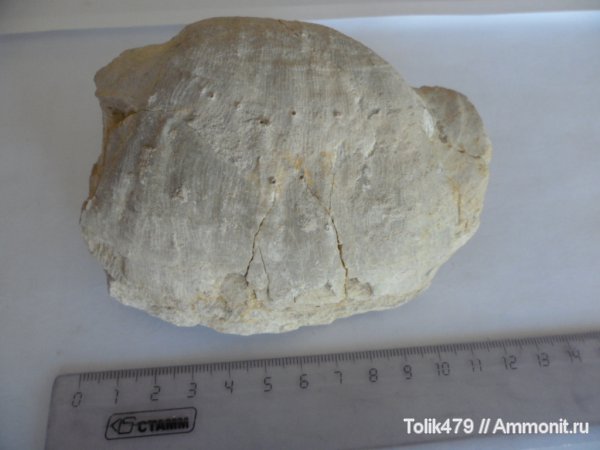 Gigantoproductus, Productida