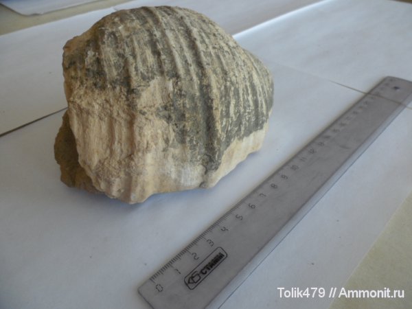 Gigantoproductus, Productida