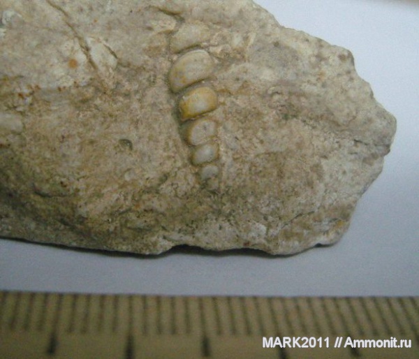 гастроподы