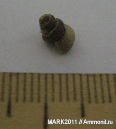 гастроподы