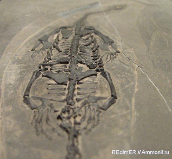 рептилии, триас, Китай, Keichousaurus, Keichousaurus hui, Triassic