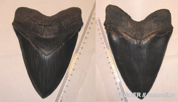 зубы, миоцен, акулы, мегалодон, Megalodon, Carcharodon megalodon, teeth, sharks