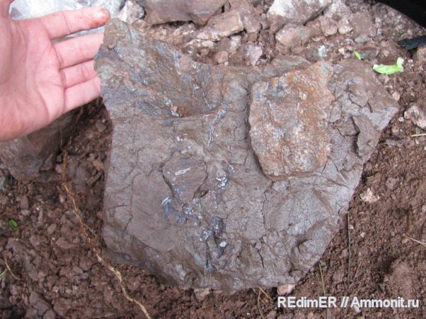 девон, Devonian, Heraspis, бесчелюстные, Устечко, хвост