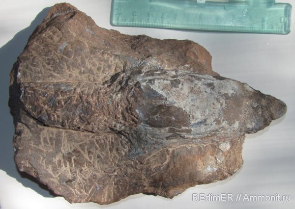 девон, Devonian, Heterostraci, Agnatha, Pteraspis, Устечко, Pteraspides