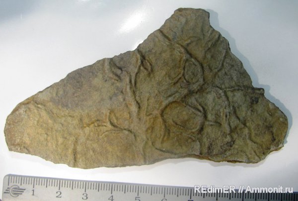 венд, эдиакарий, биоглифы, ихнофоссилии, Planolites, Palaeophycus, ichnofossils, Подолье, Harlaniella podolica, Harlaniella, днестр