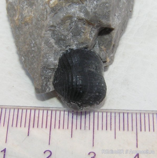 брахиоподы, пермь, Крым, Permian